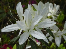 White Spider Azalea, Koromo White Azalea, Rhododendron x 'Koromo White'